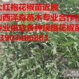 甘肃大红袍花椒苗哪里有 天水大红袍花椒苗价格