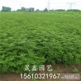 花椒苗栽子哪里有？花椒苗哪里卖？大红袍花椒苗多少钱一棵？