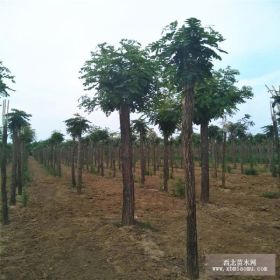 春熙园艺供应8公分香花槐，10公分香花槐图片，