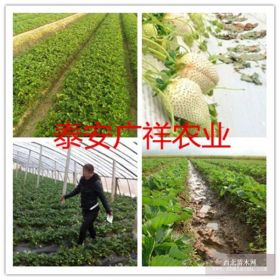 丰香草莓苗、大棚草莓苗批发