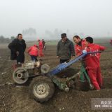 紅顏草莓苗價格、法蘭地2代草莓苗