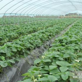 牛奶草莓苗、草莓苗一棵多少钱