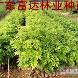 貴州黃花梨樹苗—貴州黃花梨苗—優(yōu)質(zhì)黃花梨樹苗