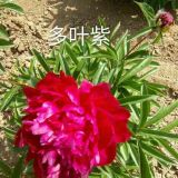 揚(yáng)州精品芍藥基地