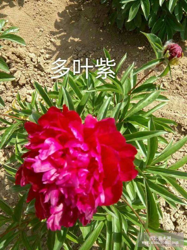 牡丹 芍药