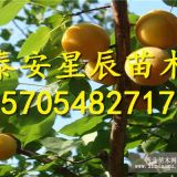 2公分杏樹(shù)苗  3公分杏苗 5公分杏樹(shù)價(jià)格多少