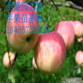 鲁丽苹果树苗的种植与管理 鲁星苹果树苗2017年价格