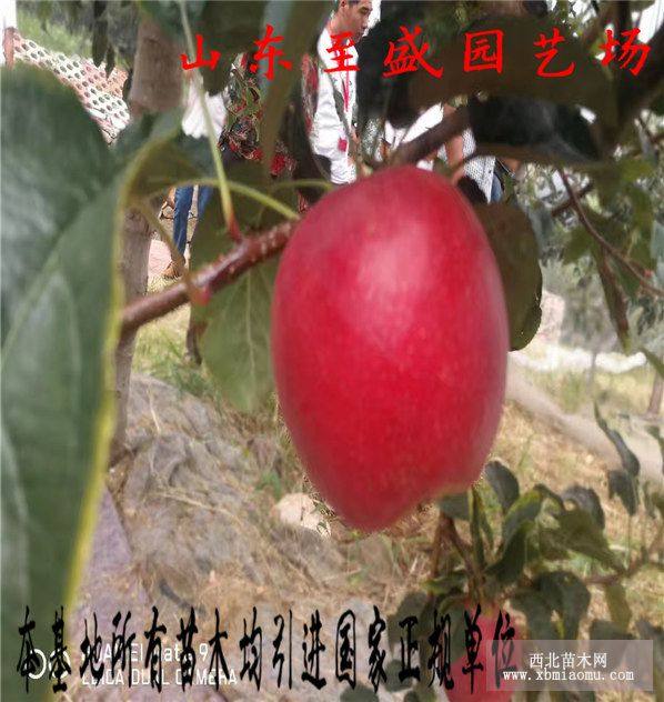 福丽苹果树苗