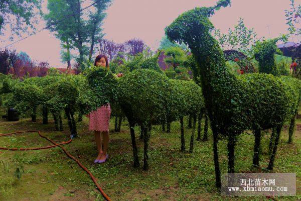 女贞人物动物造型