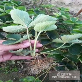 美国13号草莓苗种植 大棚草莓苗产量如何