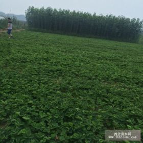 安徽紅顏草莓苗、安徽紅顏草莓苗品種、安徽紅顏草莓苗價(jià)格