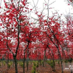 景德鎮(zhèn)、新余、鷹潭海棠樹_貼梗海棠