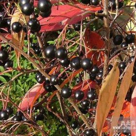 不老莓 不老莓苗 黑果腺肋花楸