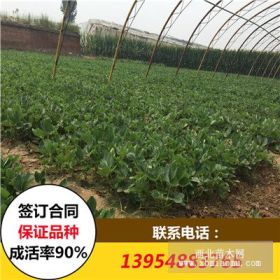 九香草莓苗 九香草莓苗价格 九香草莓苗基地