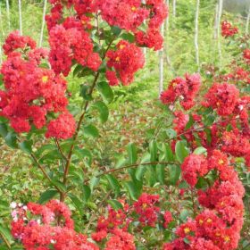 盐城地区种植的（红火箭、红火球、美国）紫薇