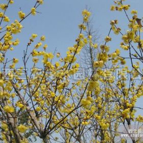 梅花树报价 梅花树多少钱梅花树什么价格