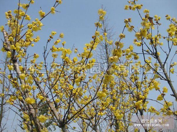 臘梅、梅花