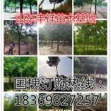 新國槐-15公分國槐價格