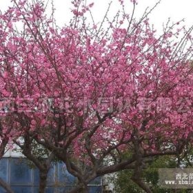 2017年梅花树梅花树价格 梅花树批发价