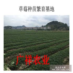 咖啡草莓苗便宜价格 咖啡草莓苗山东基地