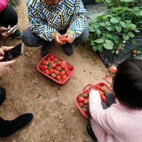 牛奶草莓苗2017年报价，奶油草莓苗出售