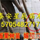 7公分板栗树苗价格 7公分板栗树苗多少钱一棵