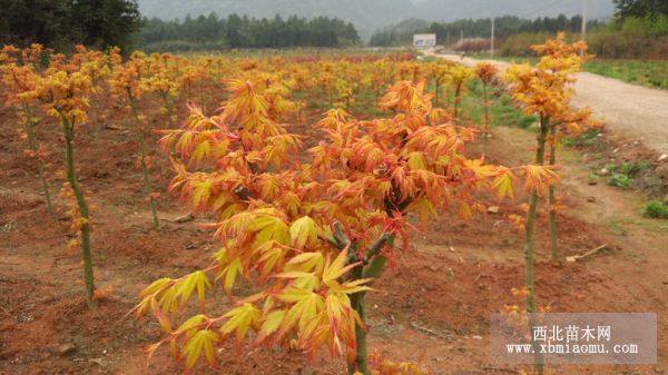 紅楓樹