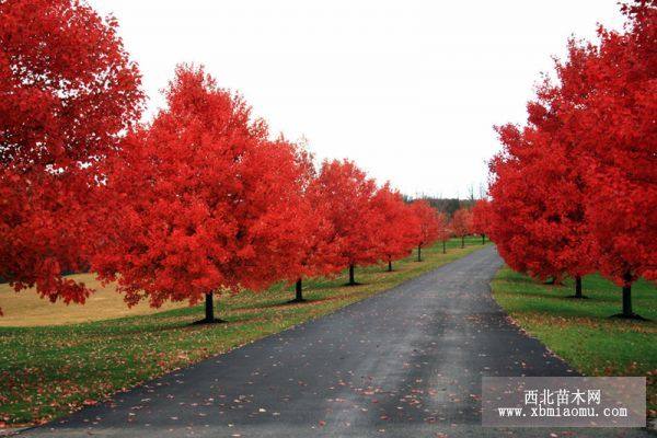 紅楓樹