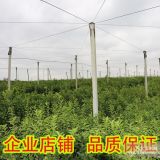 眉山贡柑苗价格多少钱