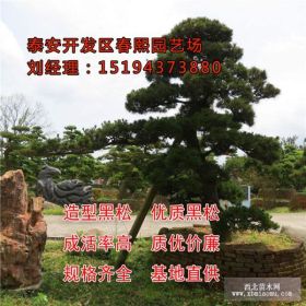 泰安春熙园艺供应大量造型黑松，黑松价格