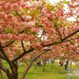 精品櫻花苗木銷售 陜西櫻花種植基地大量優(yōu)惠供應(yīng) 質(zhì)量優(yōu)良