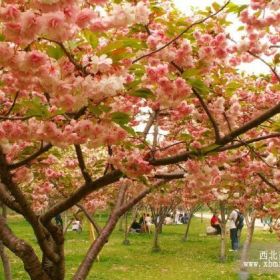 精品樱花苗木销售 陕西樱花种植基地大量优惠供应 质量优良