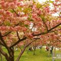 精品樱花苗木销售 陕西樱花种植基地大量优惠供应 质量优良