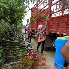 泰安樱花树苗价格 泰安樱花树苗批发基地