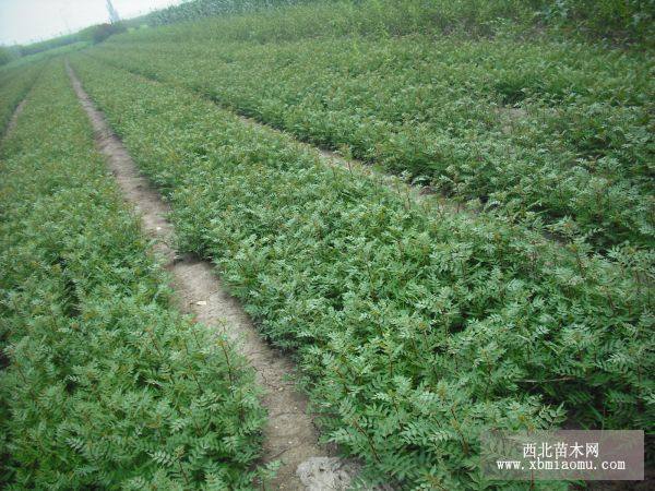 花椒树 花椒树价格