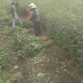 花椒樹 花椒樹新品種 花椒樹苗價(jià)格多少 花椒樹樹苗基地