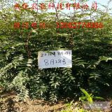 青花椒苗基地、哪里有粗度05花椒苗賣(mài)、花椒苗多少錢(qián)一株