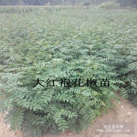 哪里出售花椒苗 花椒苗哪里便宜 山东花椒苗