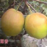 玉露香梨樹(shù)苗、山東玉露香梨樹(shù)苗品種、山東玉露香梨樹(shù)苗價(jià)格