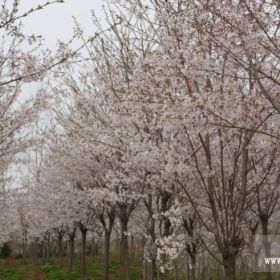 扬州培育的樱花小苗、樱花苗、樱花树特点介绍