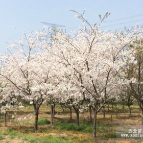 宿迁培育的樱花小苗、樱花苗、樱花树特点介绍