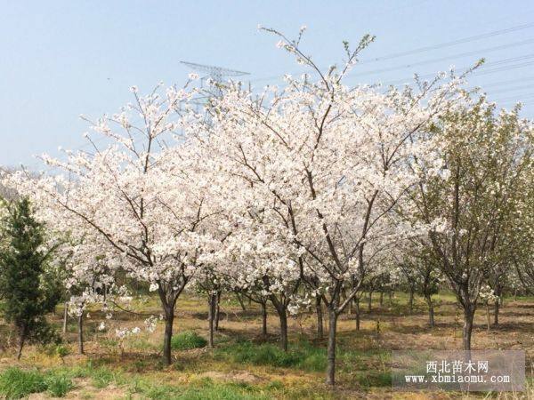 宿遷櫻花