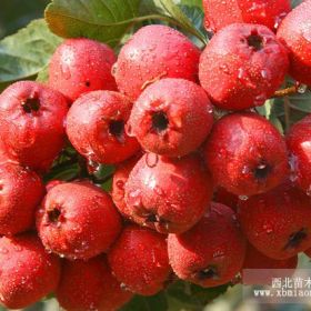 甜紅子山楂苗、甜紅子山楂樹(shù)苗、甜紅子山楂樹(shù)苗多少錢(qián)一棵