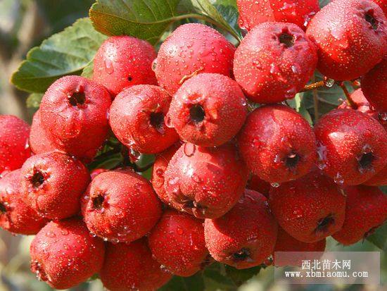 新品種甜紅子山楂樹(shù)苗