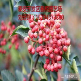 直销各种规格花椒苗，60公分花椒苗价格，70公分花椒苗价格