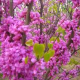 優(yōu)質(zhì)紫荊花苗木 陜西紫荊花苗木大量銷售 規(guī)格齊全 質(zhì)量?jī)?yōu)