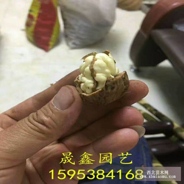 核桃苗 核桃樹(shù)苗