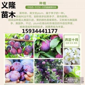 3公分李子树苗价格=3公分李子树苗价格