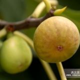 布兰瑞克无花果树苗、布兰瑞克无花果树苗价格