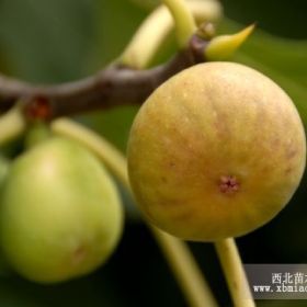 布兰瑞克无花果树苗、布兰瑞克无花果树苗价格